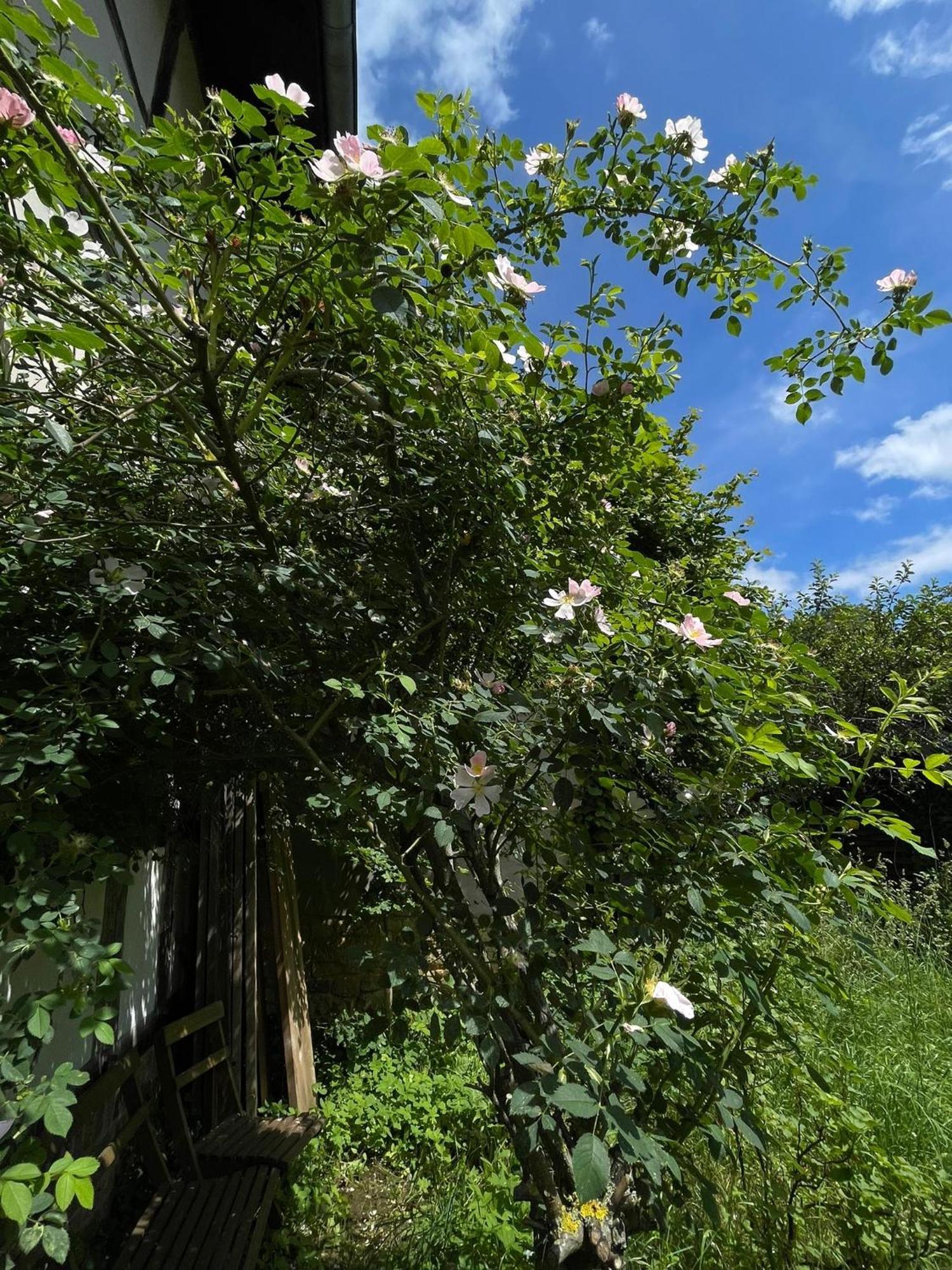 Cherrytree Cottage 1840 Heimbach Buitenkant foto